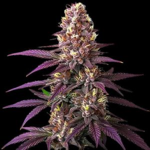 Blueberry Purple (55 seeds)