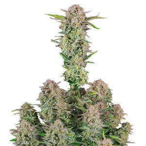 Bruce Banner Auto Feminized(62 Seeds)