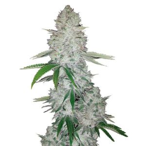 Gorilla Glue(60seeds)